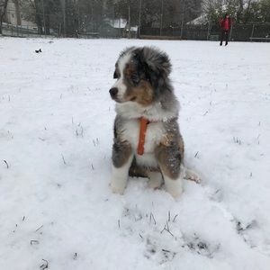 Meet your Posher, Riley